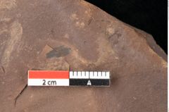 Foto (Detailsansicht) von Quercus palaeoilex Ettingshausen (NHMW-GEO-2024-0188-0881)